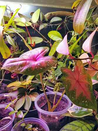 Каладиум Донецк