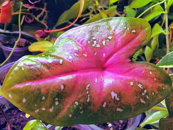 Каладиум Донецк