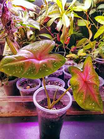 Каладиум Донецк