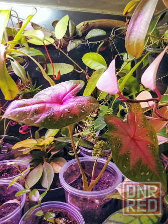 Каладиум Донецк - изображение 2