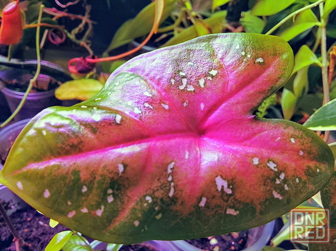 Каладиум Донецк - изображение 1