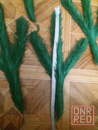 Продам ветки ели елки сосны Донецк - изображение 5