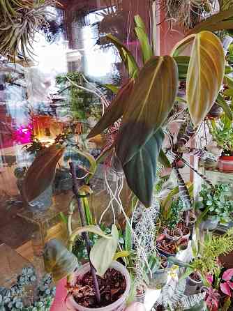 филодендрон гигас Донецк