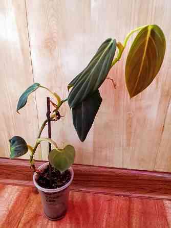 филодендрон гигас Донецк