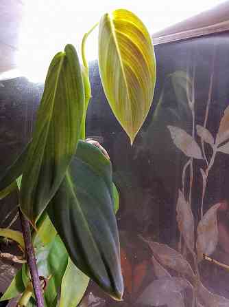 филодендрон гигас Донецк