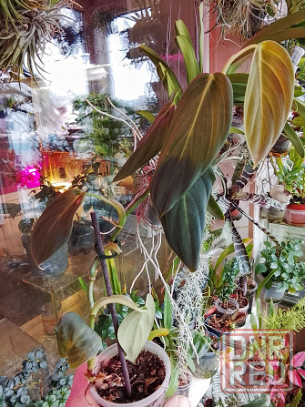 филодендрон гигас Донецк - изображение 1