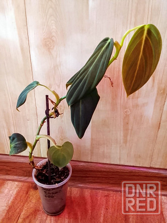 филодендрон гигас Донецк - изображение 4