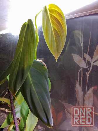 филодендрон гигас Донецк - изображение 3