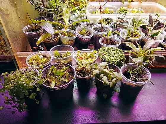 хищные и пр. Донецк