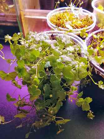 хищные и пр. Донецк