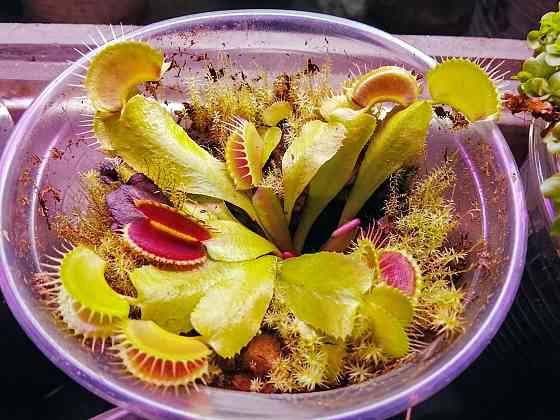 хищные и пр. Донецк