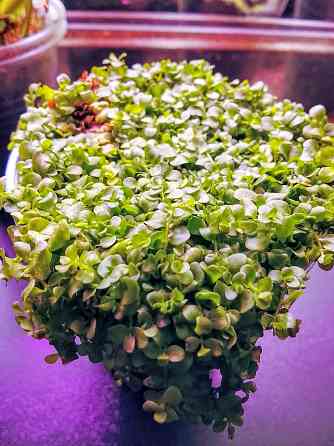 хищные и пр. Донецк