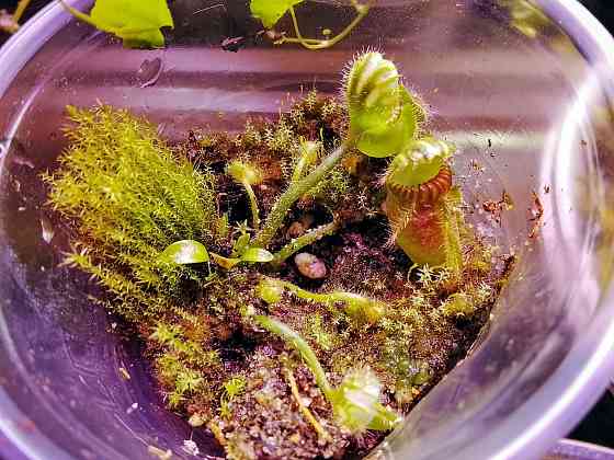 хищные и пр. Донецк