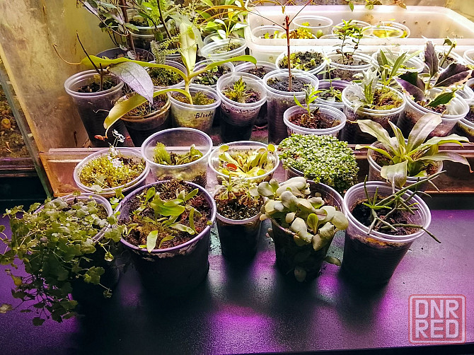 хищные и пр. Донецк - изображение 1