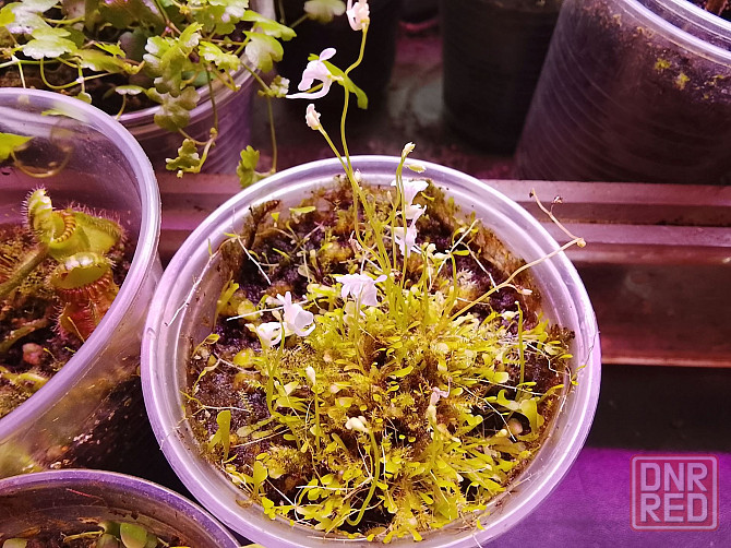 хищные и пр. Донецк - изображение 4