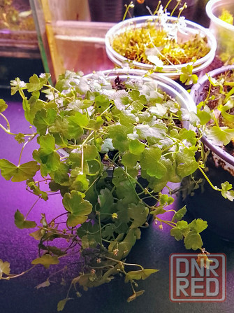 хищные и пр. Донецк - изображение 5