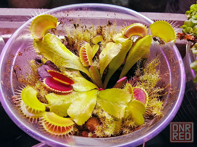 хищные и пр. Донецк - изображение 3