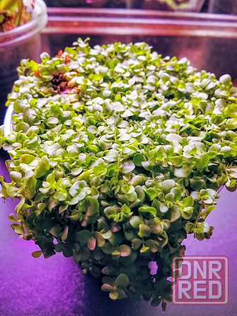 хищные и пр. Донецк - изображение 6