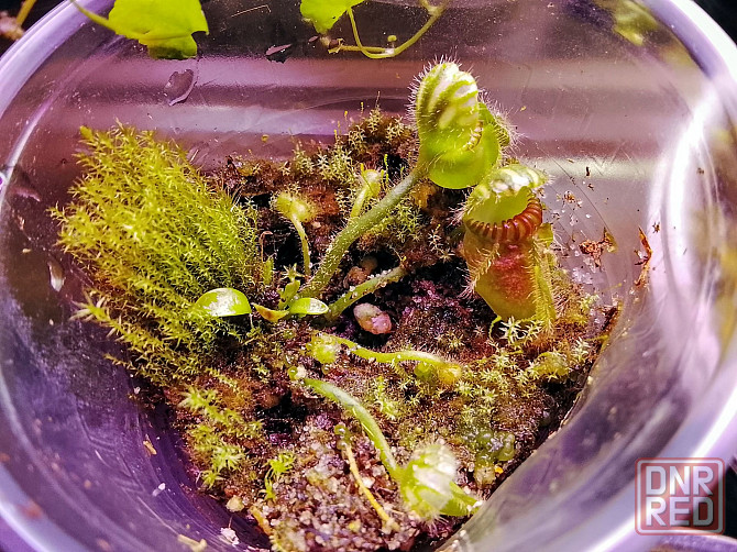 хищные и пр. Донецк - изображение 2