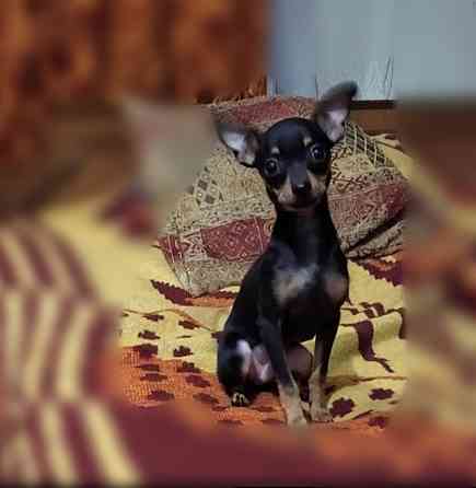 Щенки метисы Йорка и той -терьера Донецк