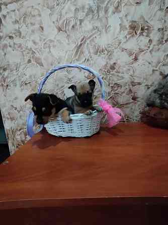 Щенки метисы Йорка и той -терьера Донецк