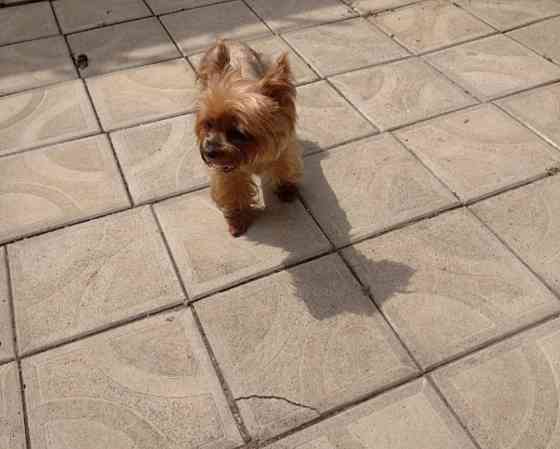 Щенки метисы Йорка и той -терьера Донецк