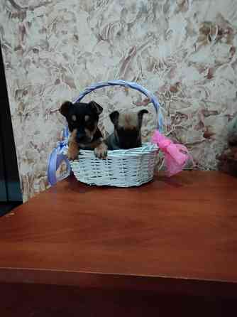 Щенки метисы Йорка и той -терьера Донецк
