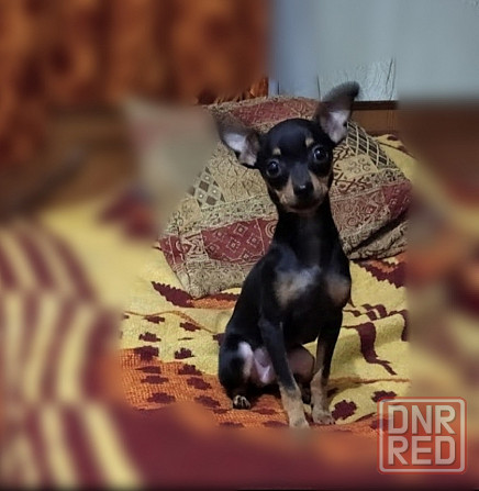 Щенки метисы Йорка и той -терьера Донецк - изображение 4