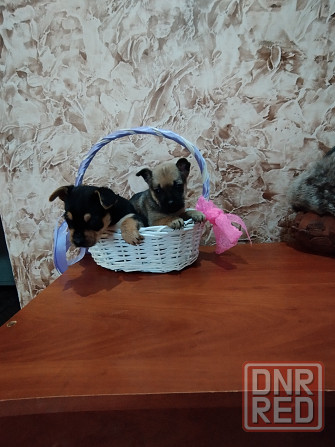 Щенки метисы Йорка и той -терьера Донецк - изображение 1