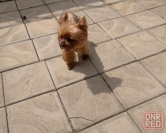 Щенки метисы Йорка и той -терьера Донецк - изображение 3