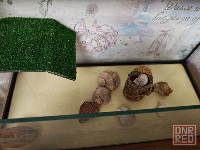 Террариум Донецк - изображение 3