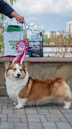 Щенок корги недорого Донецк