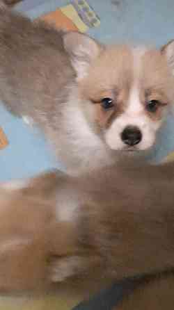 Щенок корги недорого Донецк