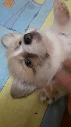 Щенок корги недорого Донецк