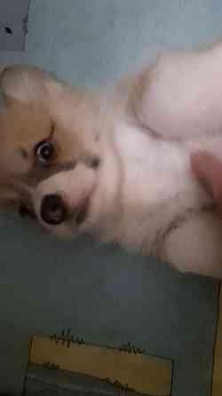 Щенок корги недорого Донецк