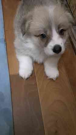 Щенок корги недорого Донецк