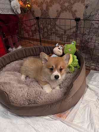 Щенок корги недорого Донецк