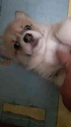 Щенок корги недорого Донецк