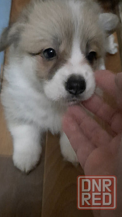 Щенок корги недорого Донецк - изображение 3