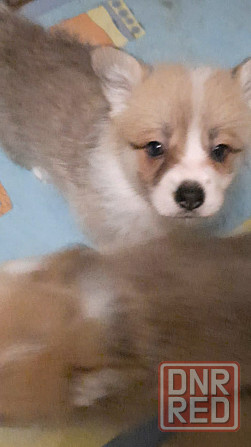 Щенок корги недорого Донецк - изображение 6