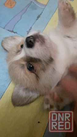 Щенок корги недорого Донецк - изображение 2