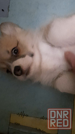 Щенок корги недорого Донецк - изображение 4