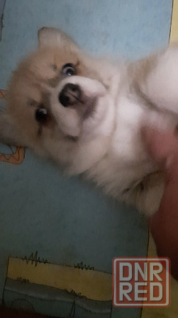 Щенок корги недорого Донецк - изображение 5