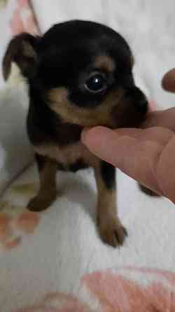 Щенок мини той терьер Донецк