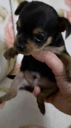 Щенок мини той терьер Донецк