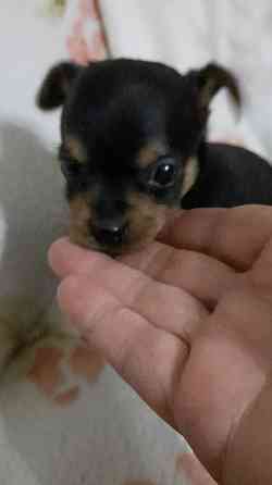 Щенок мини той терьер Донецк