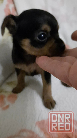 Щенок мини той терьер Донецк - изображение 1