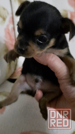 Щенок мини той терьер Донецк - изображение 2