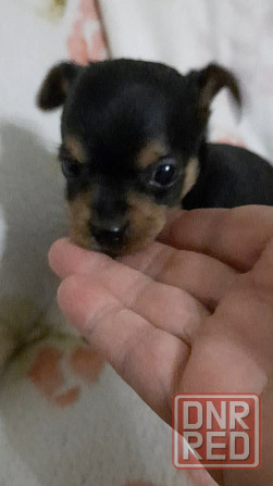 Щенок мини той терьер Донецк - изображение 3