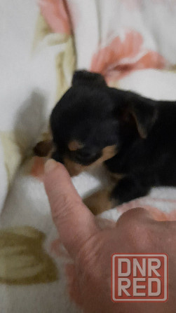 Щенок мини той терьер Донецк - изображение 4